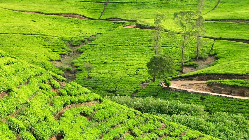 Sri Lanka Tea Garden Mountains In The Sun Light In Nuwara Eliya Stock ...