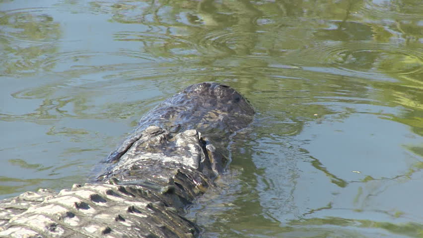 Huge Alligator Swimming Stock Footage Video 2926918 - Shutterstock