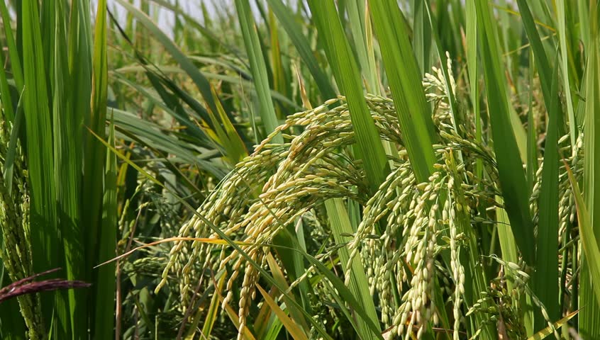 Ripe Rice With Heavy Rice Head In The Fall Stock Footage Video 2932759 ...