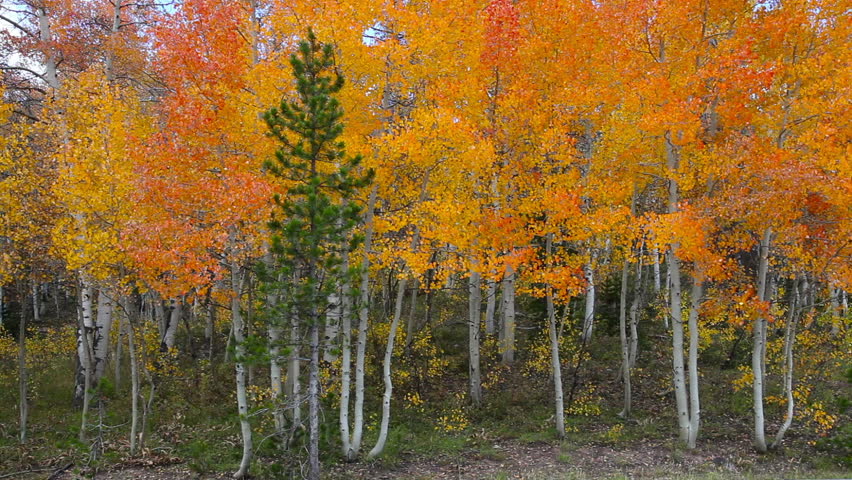 Utah; Wasatch-Cache National Forest, Aspen Trees Along Mirror Lake ...