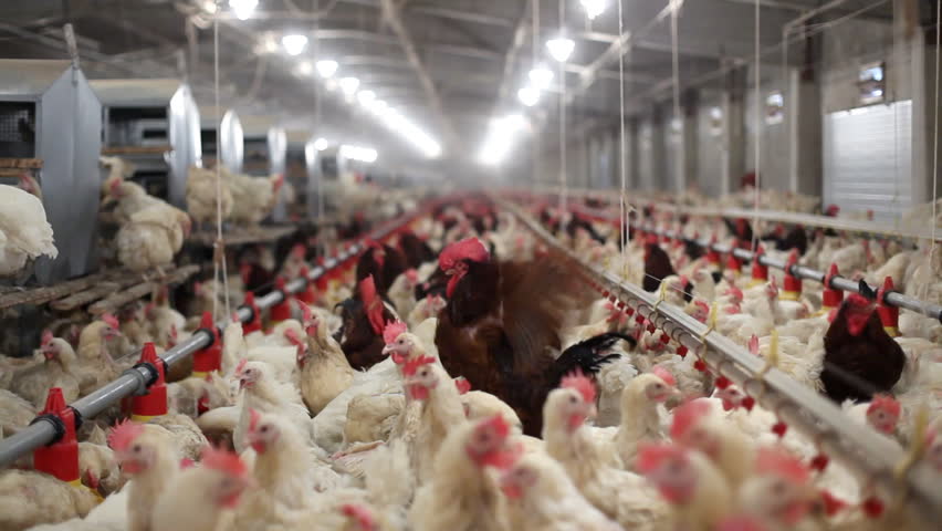 Intensive Factory Farming Of Chickens In Broiler Houses,South Africa ...