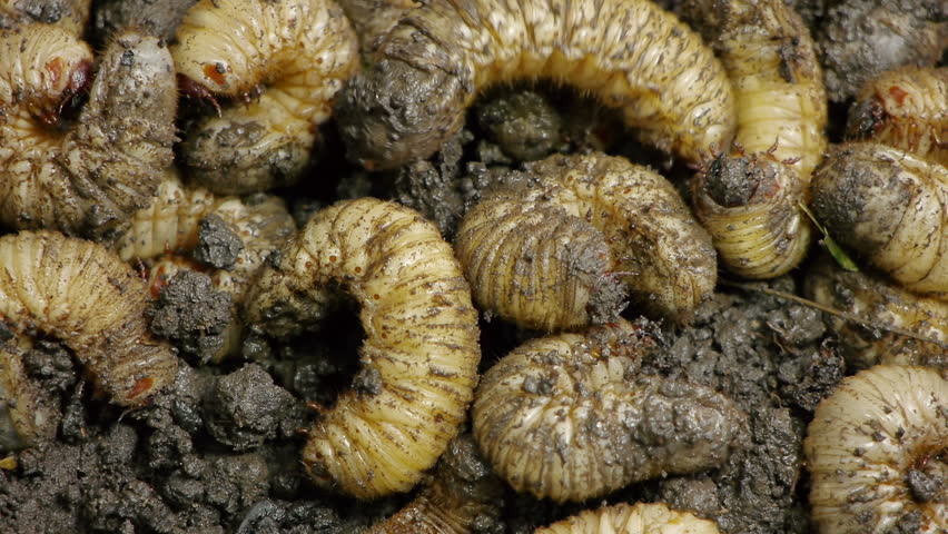 Summer Chafer Beetle Larvae Unearthing From The Ground From Rainy ...