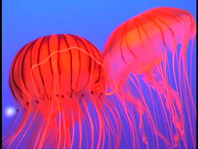 Two Red Exotic Jellyfish Stock Footage Video 3394298 - Shutterstock