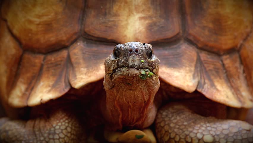 Angonoka Or Ploughshare Tortoise In Madagascar. This Is The Most ...