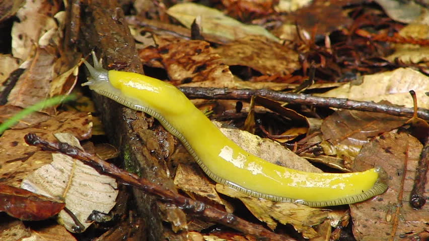 Banana Slug 04 Eating Orange Redwood Forest California Stock Footage ...