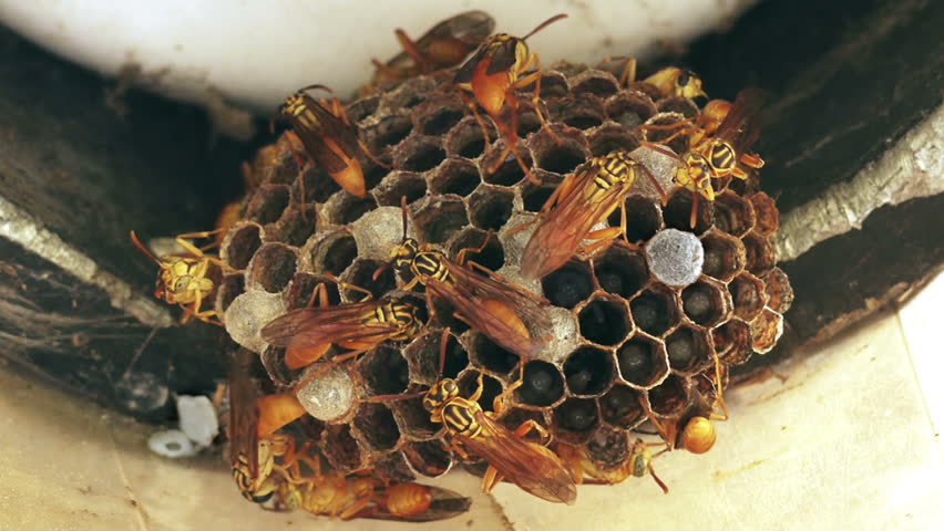 Wasps Feeding Larvae In Hive (HD). Wasp Nest With Larvae Being Fed ...