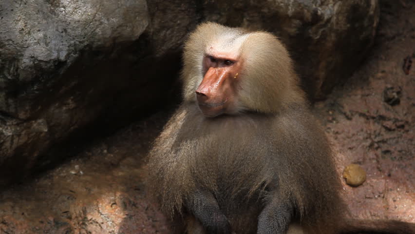 Cute Hamadryas Baboon Monkey, Part Of A Sacred Baboon Monkeys Harem ...