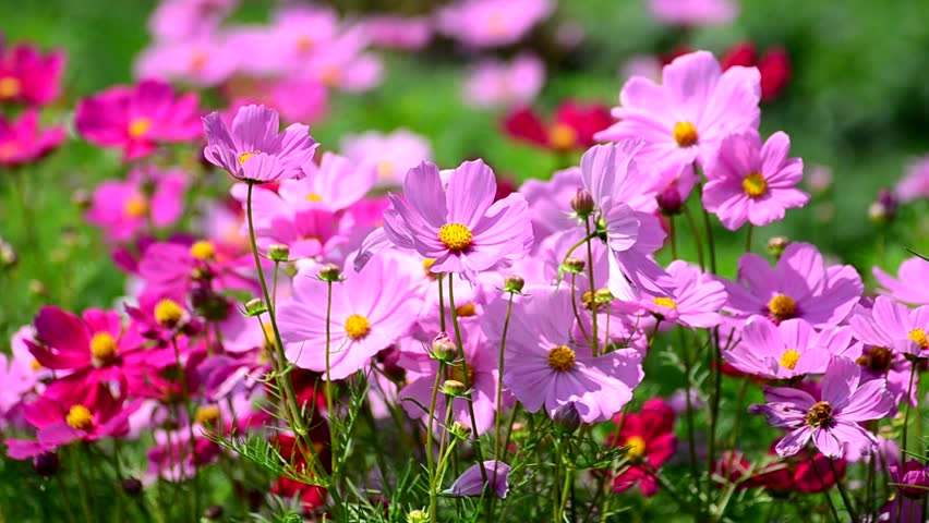 Beautiful Cosmos Flowers Swaying In The Breeze Stock Footage Video ...