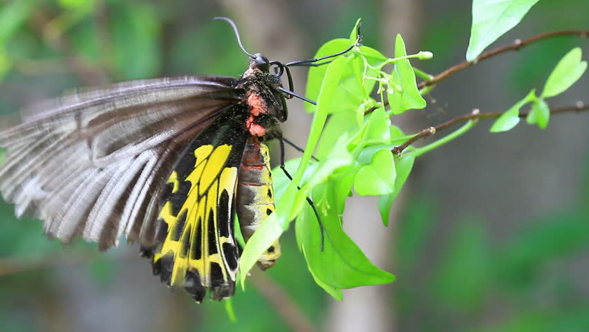 A Beautiful Green Richmond Birdwing Butterfly (Ornithoptera Richmondia ...