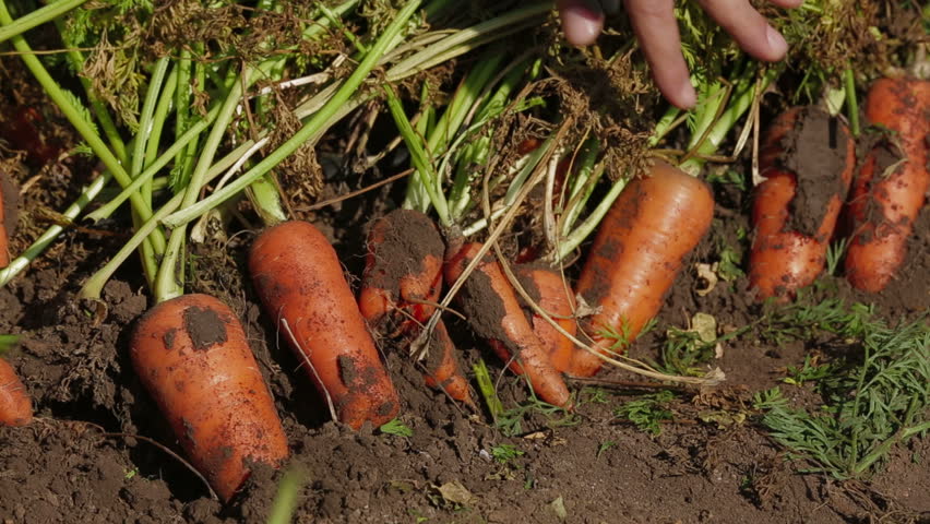 Two Frames: Shot Of Fresh Digged Carrots And Of A Man Peeling A Fresh ...