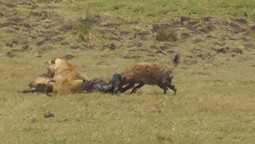 Female Lion And Hyena Attacking A Wildebeest Stock Footage Video ...