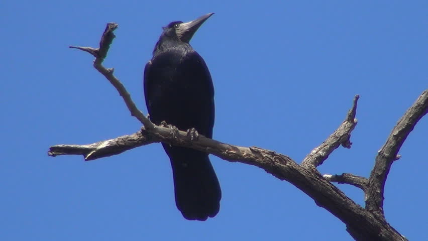 Isolated Crow Sitting On A Bare Branch, Raven On A Windy Day, Crows ...