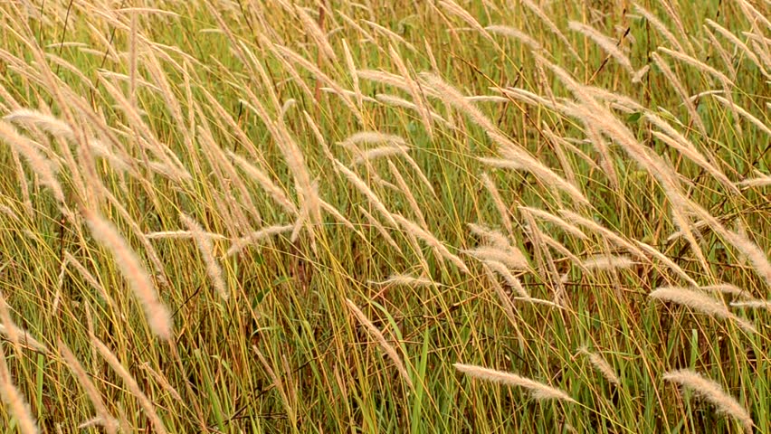 Long Green Grass In Blowing Wind, Swinging Grass In Field, Windy ...