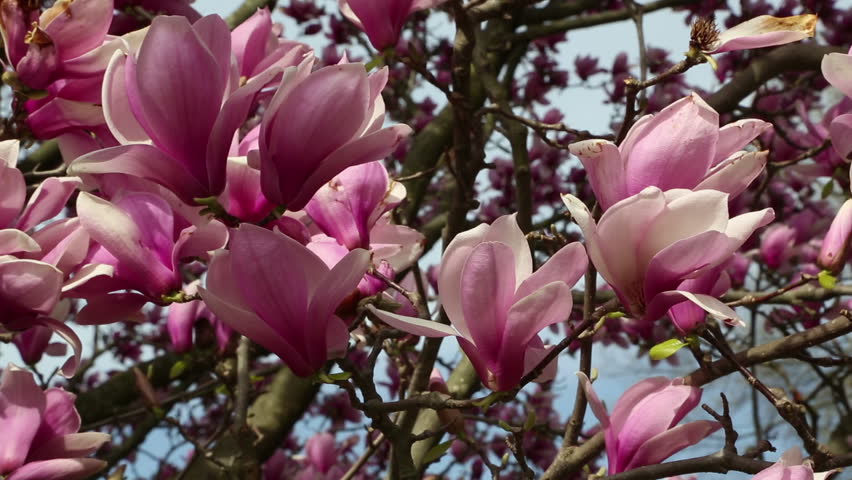 Beautiful Ornamental Pink Tulip Magnolia Tree Stock Footage Video ...