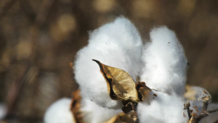 Close Up Shot Of A Cotton Boll Stock Footage Video 3932573 - Shutterstock