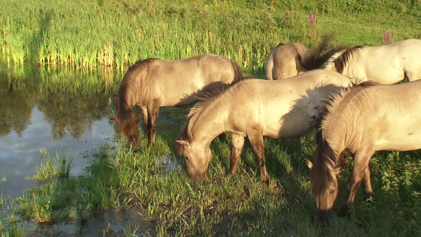 Stallion Covering A Mare In Herd. Semi-wild Herds Of Koniks Can Be Seen ...