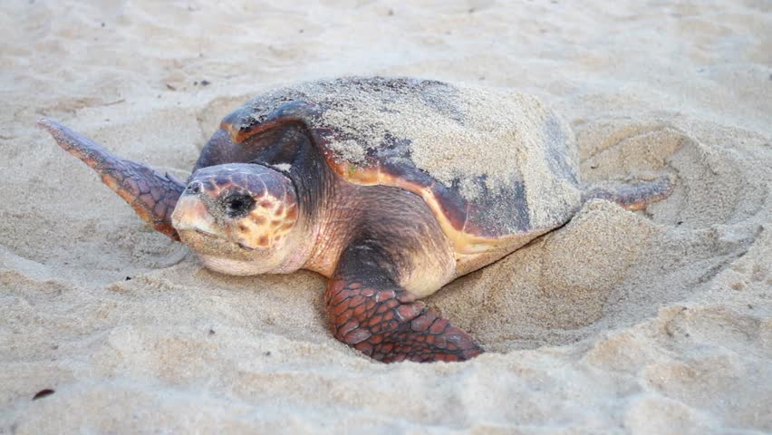 Spawning Of Yakushima Turtle In The Kagoshima Prefecture Of Japan Stock ...