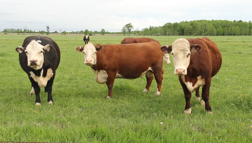 Curious Hereford Cows On A Lush Green Pasture Stock Footage Video ...