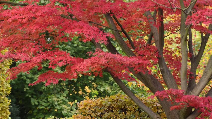 Japanese Maple (Acer Palmatum 'Autumn Glory') Stock Footage Video ...