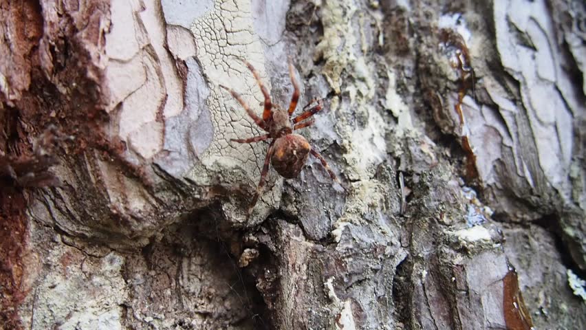 Big Spider Crawls Up By Bark Of Big Pine Tree Stock Footage Video ...