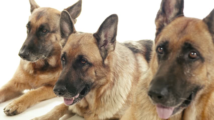 Pets, Animals And Behavior, Three Pedigreed Alsatian Dogs Lying Down On ...