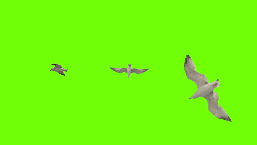 Seagull Flying On Green Screen. Pack Of Three. Stabilized For Animating ...