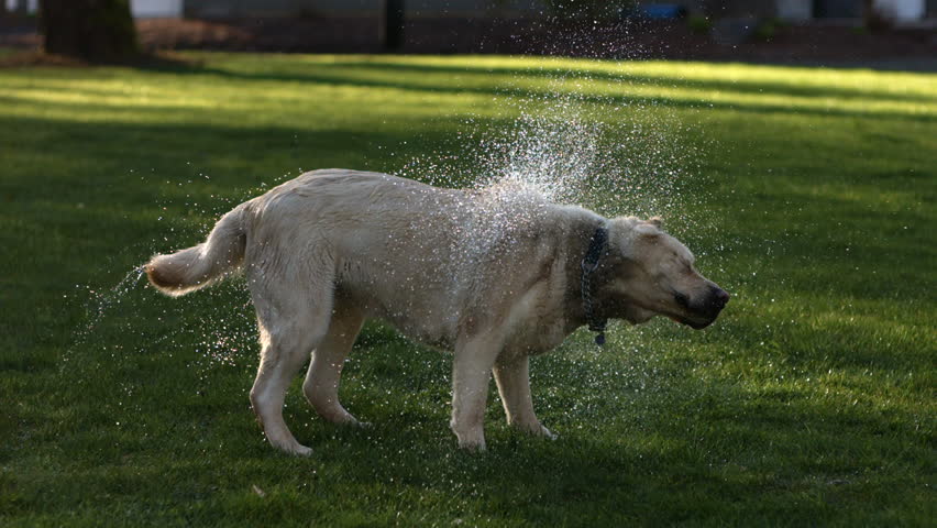 Dog Shaking Off Water Stock Footage Video 4632296 - Shutterstock