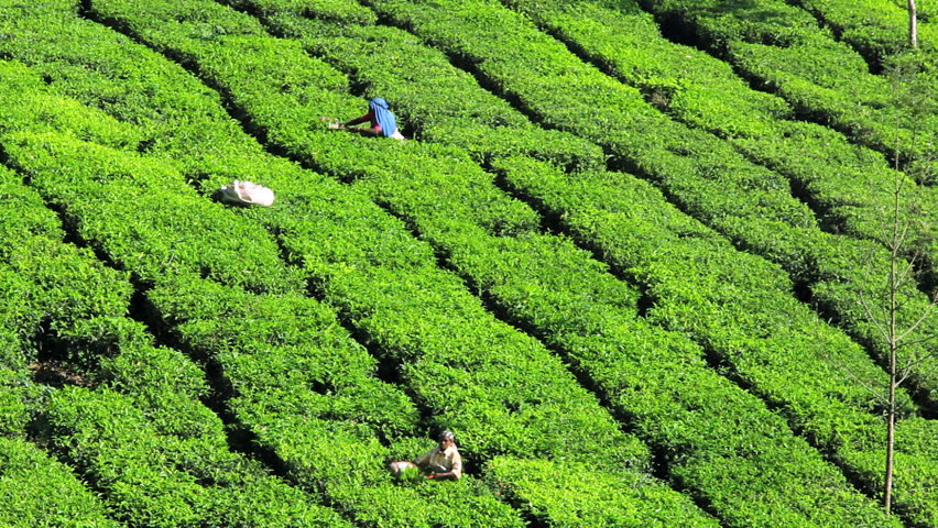 Workers Harvesting Tea Leaves From Plants On A Plantation In Munnar ...