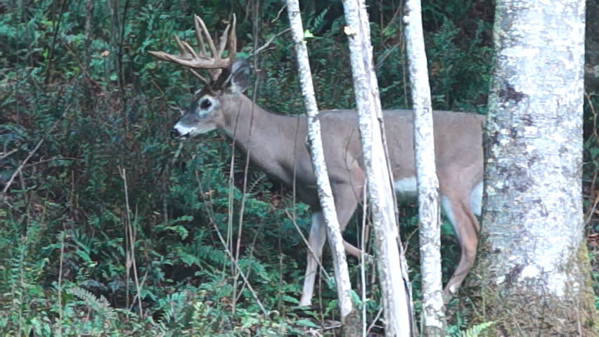 Whitetail Deer Mature Bucks, September In North Carolina Mountains ...