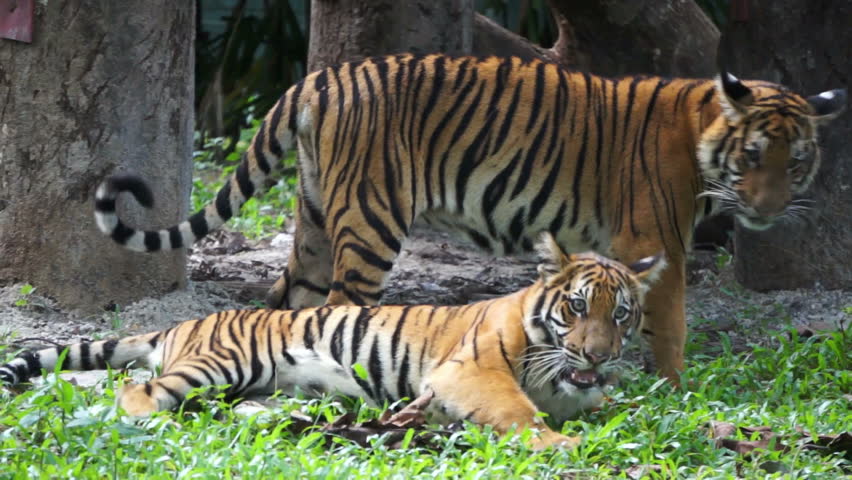 Two Tiger Beating And Biting Each Other Stock Footage Video 4719020 ...