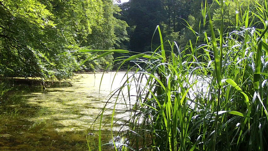 Small Pond In The Woods Stock Footage Video 7395187 - Shutterstock