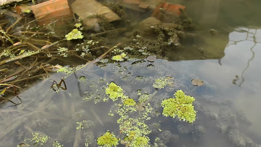 Green Duckweed Growing On Water Surface Stock Footage Video 4778078 ...