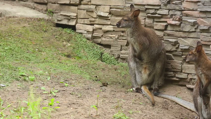 Kangaroo Family At The Zoo. Stock Footage Video 4716788 - Shutterstock