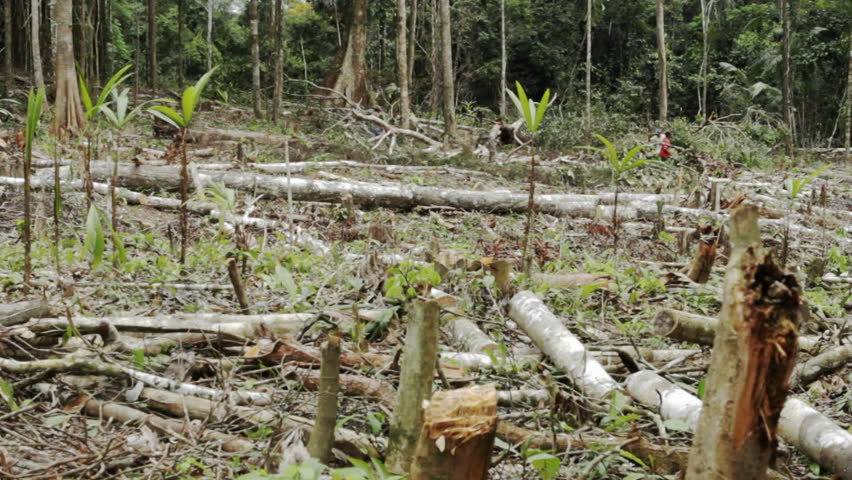 Rainforest Deforestation Stock Footage Video - Shutterstock