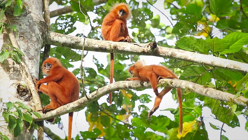 Rare Red Or Maroon Leaf Monkey (Presbytis Rubicunda) In The Jungles Of ...