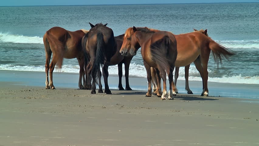 Wild Horses Stand By The Atlantic Ocean On Carova Beach Along The Outer ...