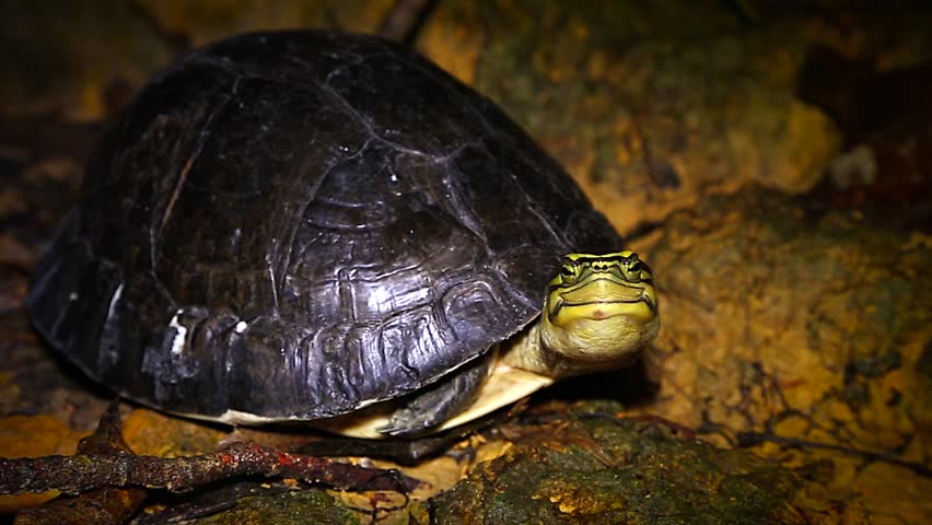 Endangered Amboina Box Turtle (Cuora Amboinensis) Looks At The Camera ...