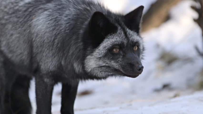 A Silver Fox Walks Around Its Habitat. Stock Footage Video 5453978 ...