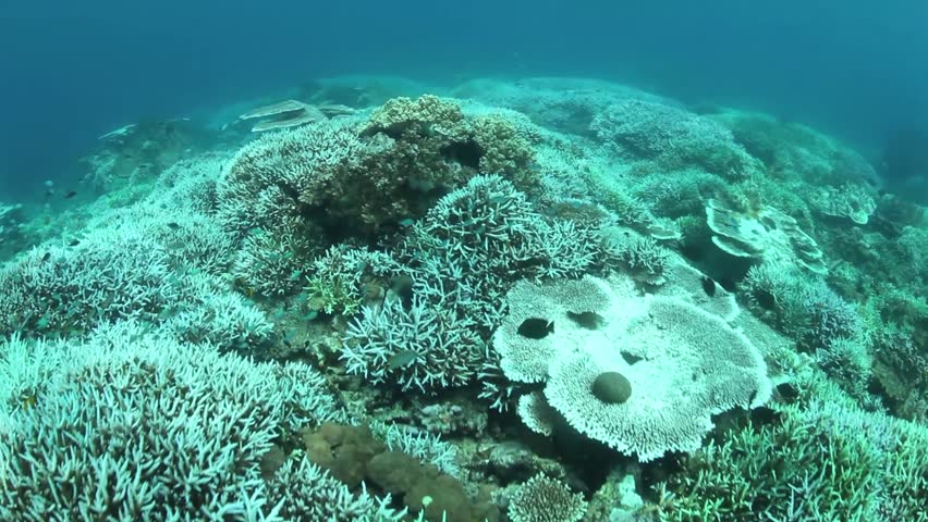 Coral Bleaching Occurs When Sea Surface Temperatures Rise Causing The ...