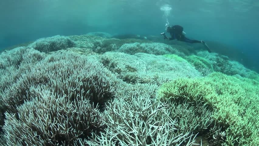 Coral Bleaching Occurs When Sea Surface Temperatures Rise Causing The ...