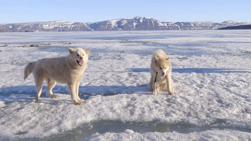 Two Arctic Sled Dogs Tied Up On Sea Ice In Arctic Bay, Nunavut. Stock ...