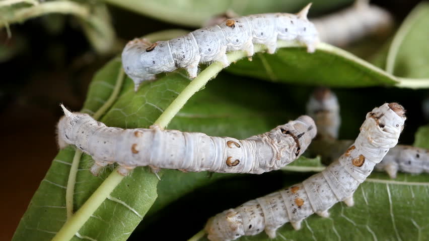 Silk Worms Eating, Feeding Mulberry Leaves Stock Footage Video 5331542 ...