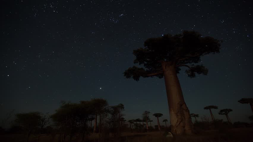 Time Lapse With Starry Sky And Baobab Trees. Madagascar Stock Footage ...