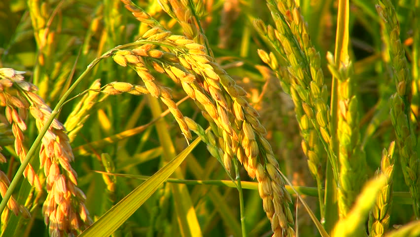 Cereal Field: Rice Plants Just Before The Harvest, Tripod, North Italy ...