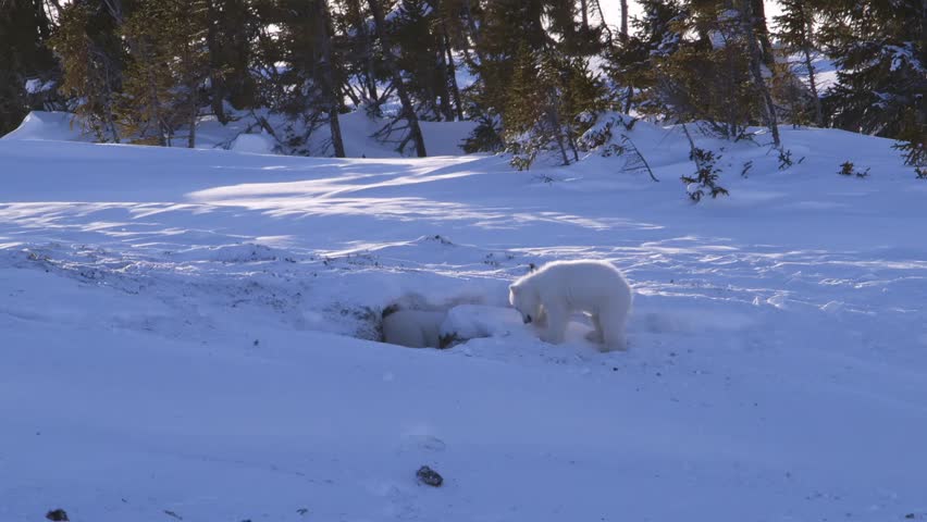 A Pair Of Polar Bear Cubs Playing Near Their Den. Stock Footage Video ...