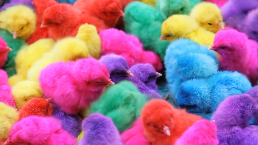 Colorful Cute Little Baby Chicken From Thailand On Weekly Market In ...