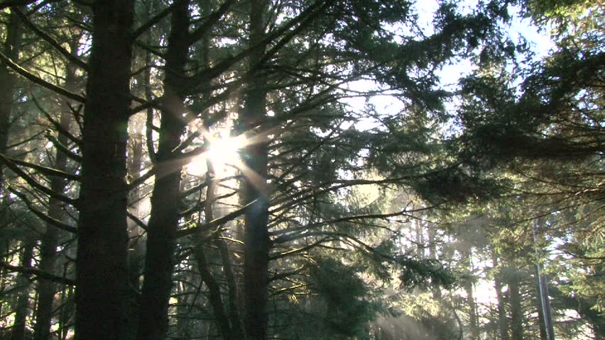 Morning Sun Light Filters Through Trees In Dense Forest. Stock Footage ...