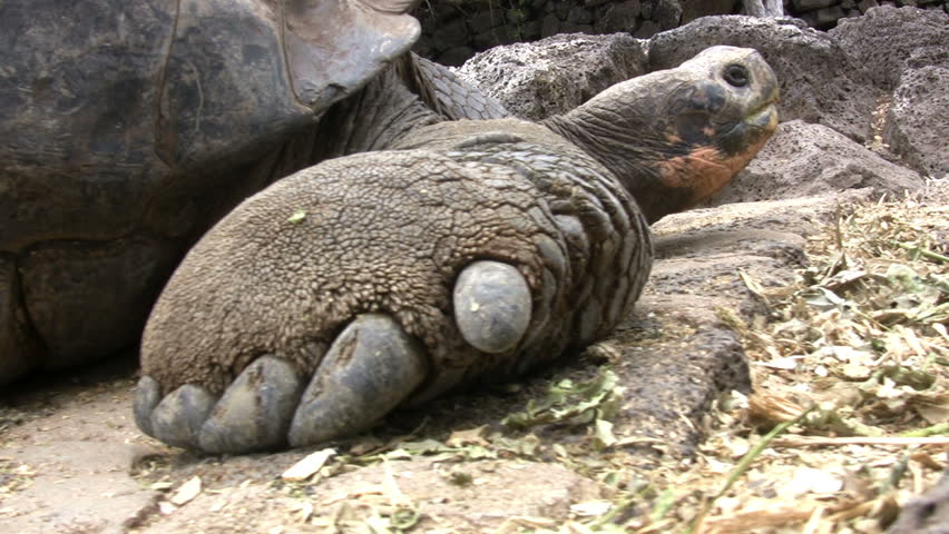 Endangered Bolson Tortoise (Gopherus Flavomarginatus) Yawning In The ...