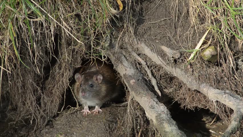 Wild Brown Rat Peeking Out Of Burrow In A Natural Environment. Sniffs ...