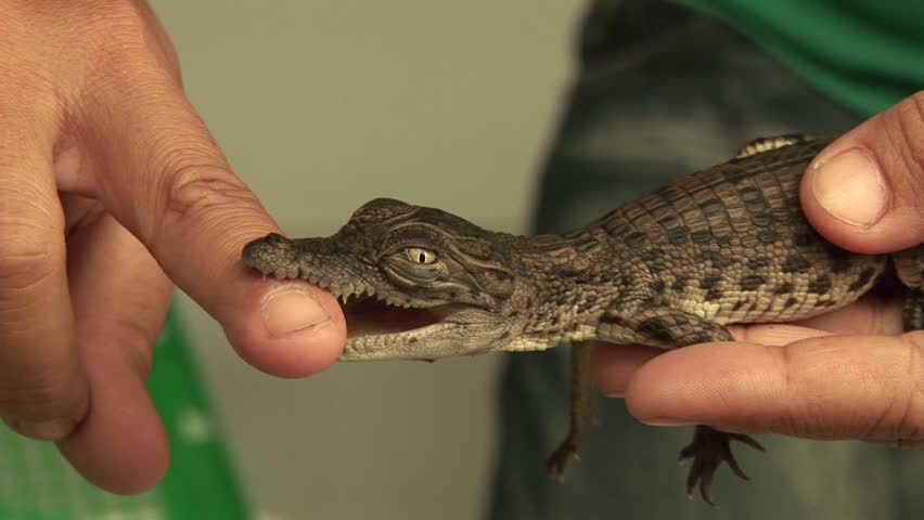 Tiny Baby Crocodile Biting Mans Finger Stock Footage Video 5680238 ...